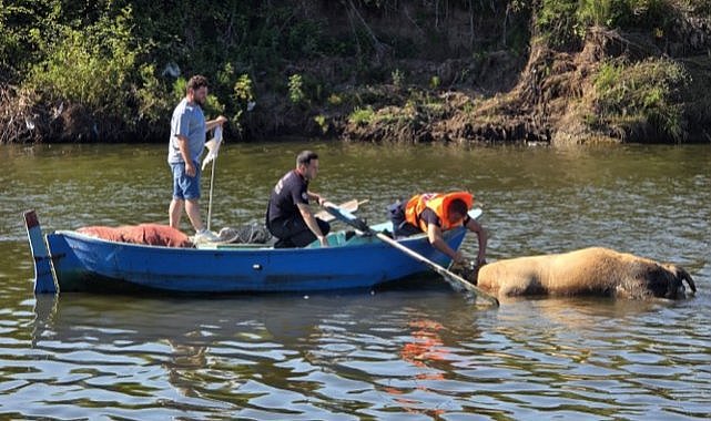 Irmağa düşen büyükbaş hayvan telef oldu