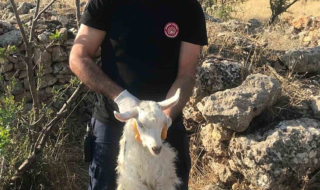 Mardin'de kuyuya düşen keçi kurtarıldı