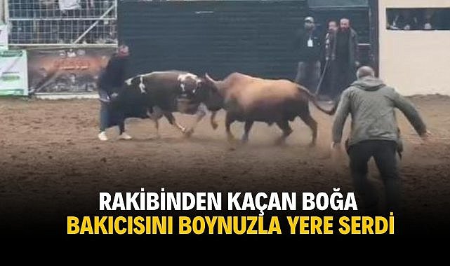 Rakibinden kaçan boğa bakıcısını boynuzla yere serdi
