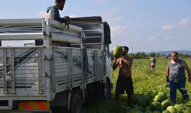 Samsun Bafra Ovası'nda karpuz hasadı başladı