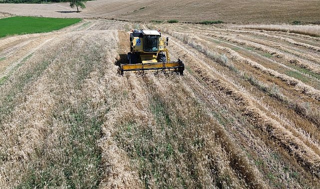 Samsun'da Bafra Ovası'nda hububat hasadı başladı