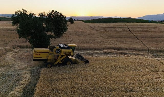 Samsun’da buğday hasadı başladı