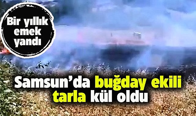 Samsun'da buğday tarlası yangında küle döndü