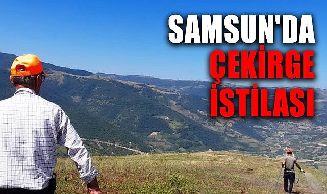 Samsun'da çekirge istilası
