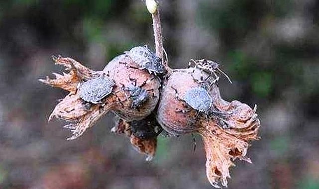 Samsun'da kahverengi kokarcada en kritik dönem