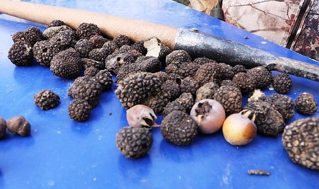 Samsun’da köylülerin gelir kapısı! Milyonlarca lira kazanıyorlar