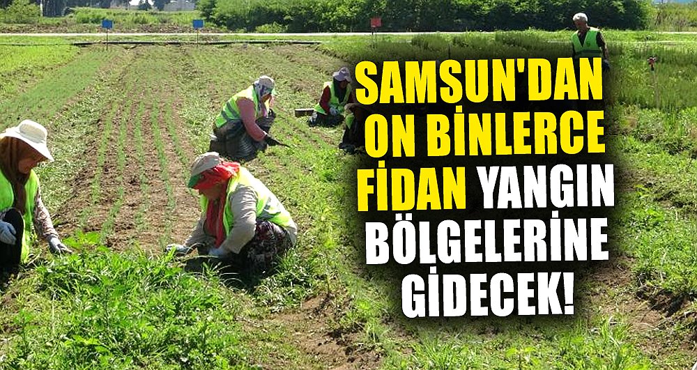 Samsun'dan on binlerce fidan yangın bölgelerine gidecek!
