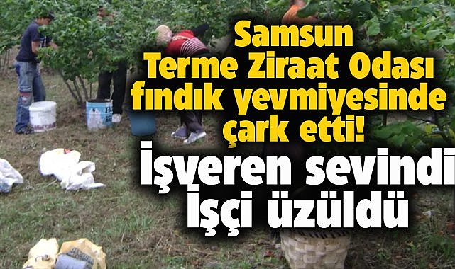 Samsun Terme'de işveren tepki gösterdi! Fındık yevmiyeleri düşürüldü