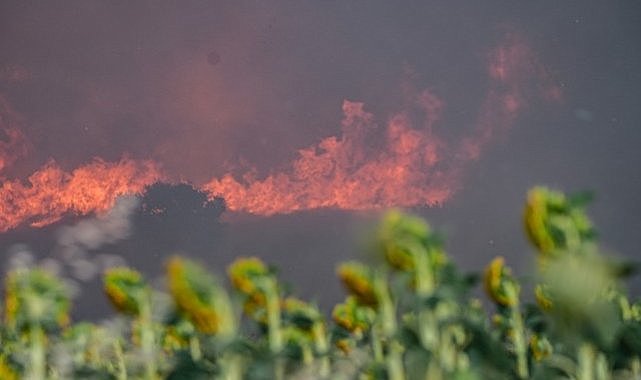 Tekirdağ Şarköy'de çıkan orman yangını Çanakkale'ye sıçradı