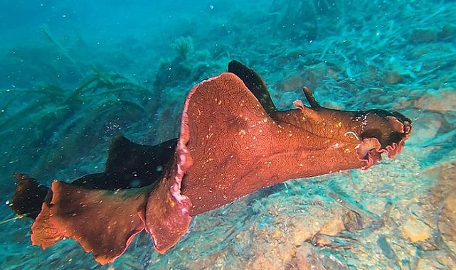Türkiye'de görüntülendi! Dalış eğitmeni gözlerine inanamadı
