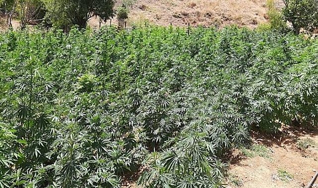 Uyuşturucu operasyonları devam ediyor: Kenevir tarlaları ve esrar ele geçirildi