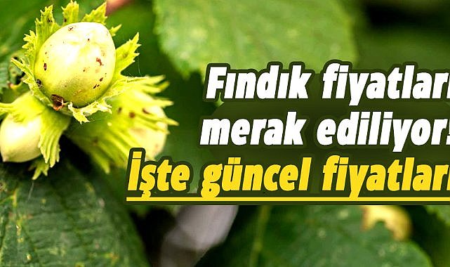 12 Ağustos 2025 Salı Güncel Fındık Fiyatları: Samsun fındık fiyatları yükseliyor mu?
