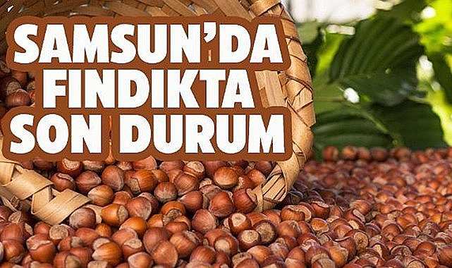 13 Ağustos 2025 Çarşamba Güncel Fındık Fiyatları: Samsun fındık fiyatları yükseliyor mu?
