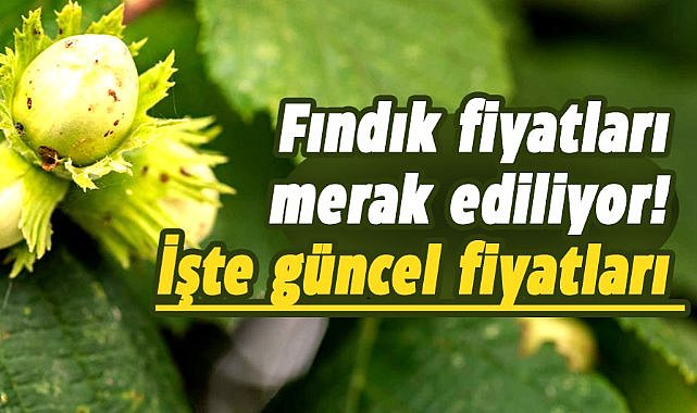 18 Ağustos 2025 Pazartesi Güncel Fındık Fiyatları: Samsun fındık fiyatları yükseliyor mu?