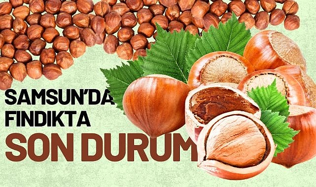 31 Ağustos 2025 Pazar Güncel Fındık Fiyatları: Samsun fındık fiyatları yükseliyor mu?