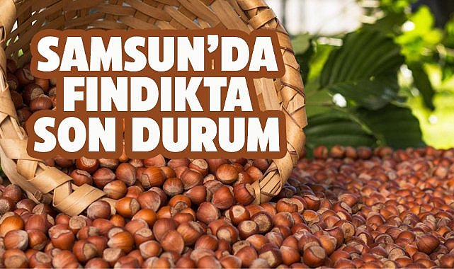 9 Ağustos 2025 Cumartesi Güncel Fındık Fiyatları: Samsun fındık fiyatları yükseliyor mu?