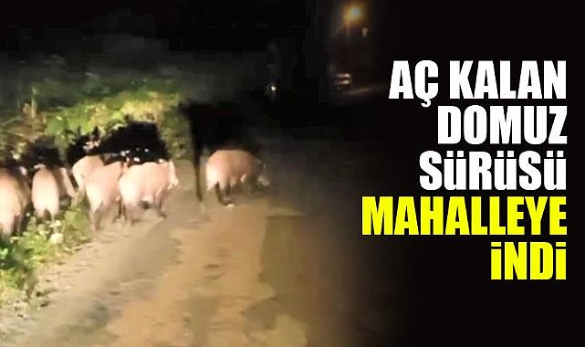 Aç kalan domuz sürüsü mahalleye indi