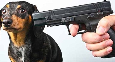 Ankara'da köpeklerin saldırısına uğradı! Silahla ateş açtı