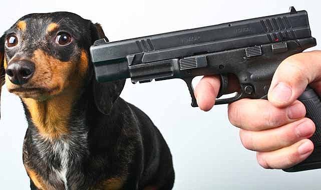 Ankara'da köpeklerin saldırısına uğradı! Silahla ateş açtı