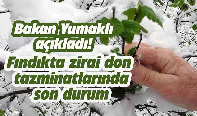 Bakan Yumaklı'dan fındıkta zirai don tazminatlarıyla ilgili açıklama
