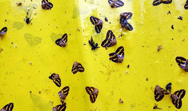 Bir şehir resmen istila altında! Gece çökünce 'Vampir kelebek' kabusu başlıyor