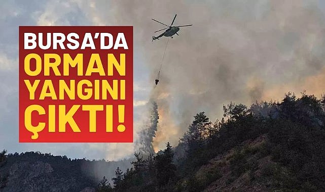 Bursa'da orman yangını çıktı!