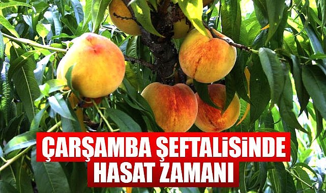 Çarşamba şeftalisinde hasat zamanı