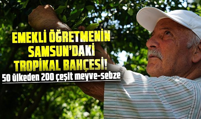 Emekli öğretmenin Samsun’daki tropikal bahçesi! 50 ülkeden 200 çeşit meyve-sebze