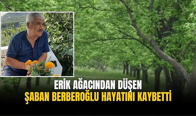 Erik ağacından düşen Şaban Berberoğlu hayatını kaybetti