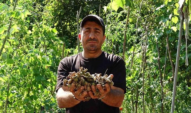 Fındığının çalındığını sandı, kamerada domuz çıktı