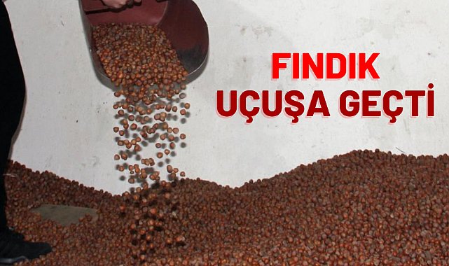 Fındık uçuşa geçti