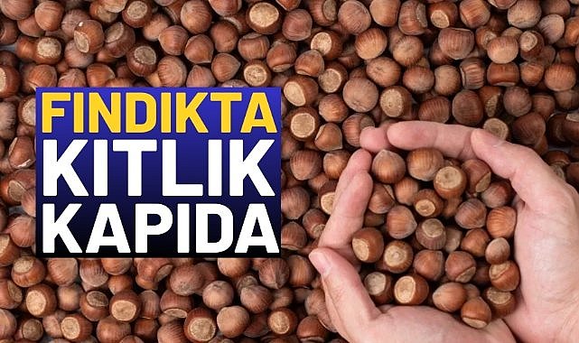 Fındıkta kıtlık kapıda!