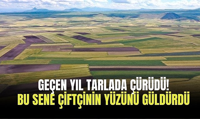 Geçen yıl tarlada çürüdü! Bu sene çiftçinin yüzünü güldürdü