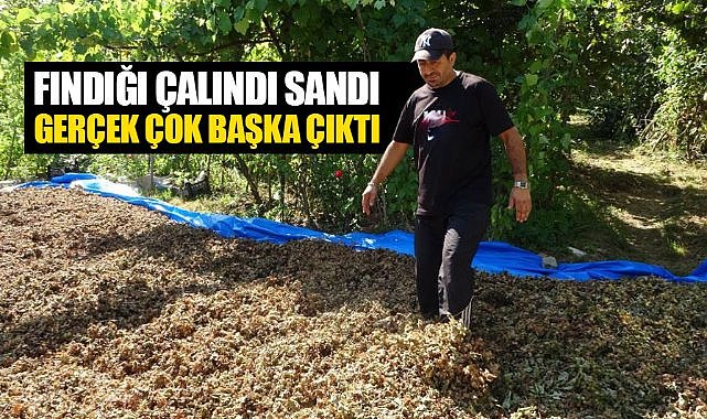 Harmana giren domuz fındıkları yedi