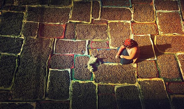 Hasadı bu ay başlamıştı! Fındıkta gizli tehlike