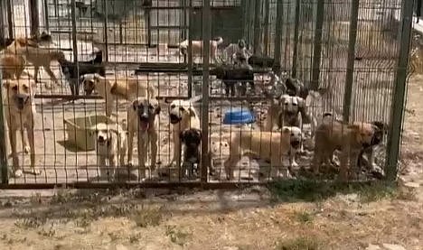 Hayvanseverin iddiası ortalığı karıştırdı! Barınakta köpekler açlık ve susuzluktan ölüyor