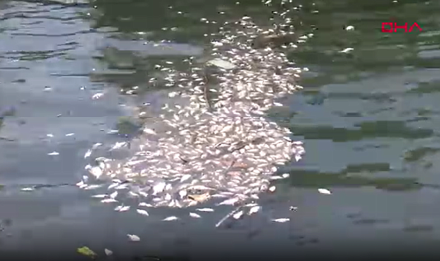 İzmir Körfezi'nde balık ölümleri arttı; kötü koku yayılıyor