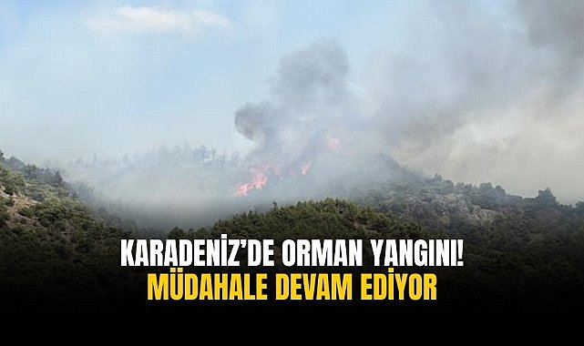 Karadeniz’de orman yangını! Müdahale devam ediyor