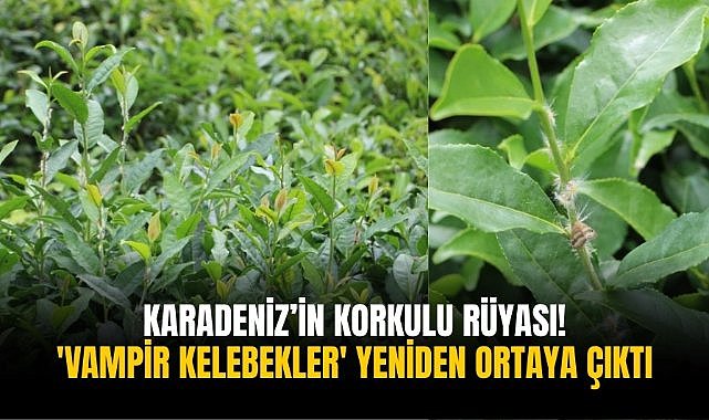 Karadeniz’in korkulu rüyası! 'Vampir kelebekler' yeniden ortaya çıktı
