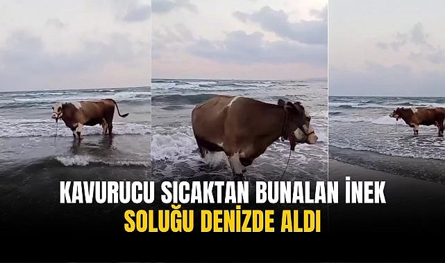 Kavurucu sıcaktan bunalan inek soluğu denizde aldı