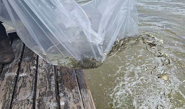 Kızılırmak Deltası'ndaki Çernek Gölü'ne 6 bin yavru sazan bırakıldı