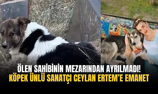 Ölen sahibinin mezarından ayrılmadı! Köpek ünlü sanatçı Ceylan Ertem’e emanet