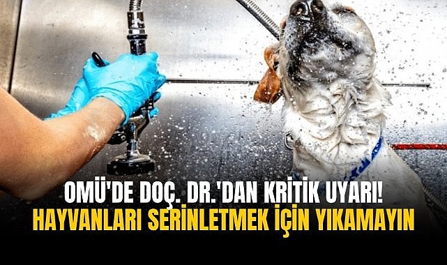 OMÜ'de Doç. Dr.'dan kritik uyarı! Hayvanları serinletmek için yıkamayın