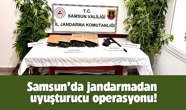 Samsun Ayvacık'ta uyuşturucu operasyonu! 1 gözaltı