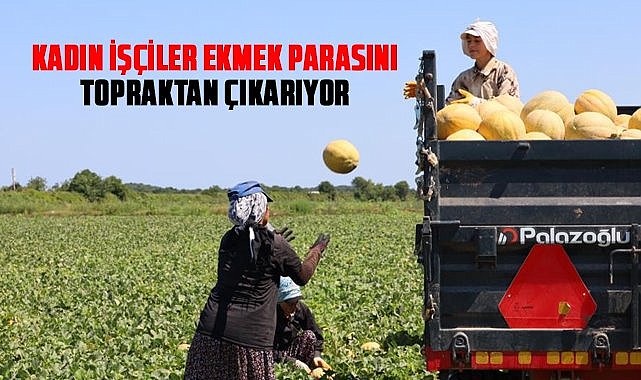 Samsun Bafra Ovası'nda kadın işçilerin toprakla mücadelesi