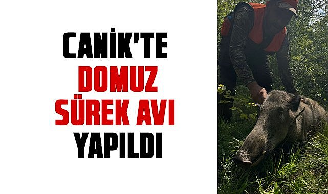 Samsun Canik'te domuz sürek avı yapıldı