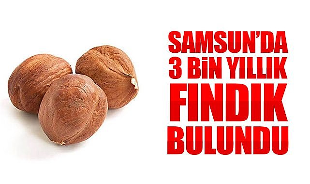 Samsun'da 3 bin yıllık fındık bulundu!