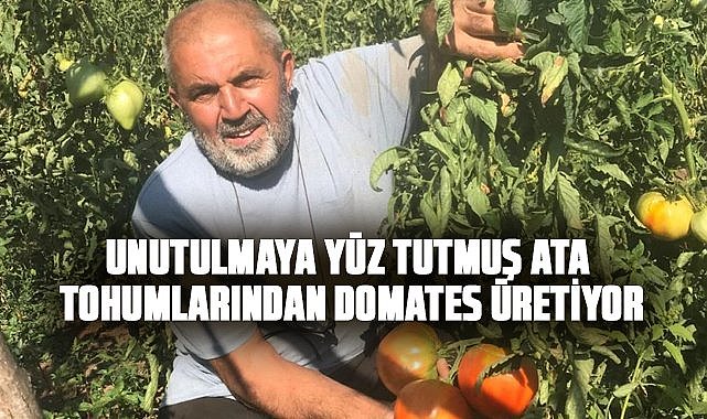 Samsun'da  ata tohumlarından domates üretiyor