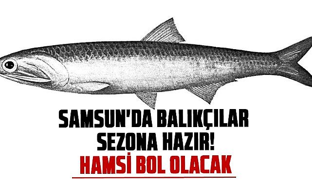 Samsun'da balıkçılar sezona hazır! Hamsi bol olacak