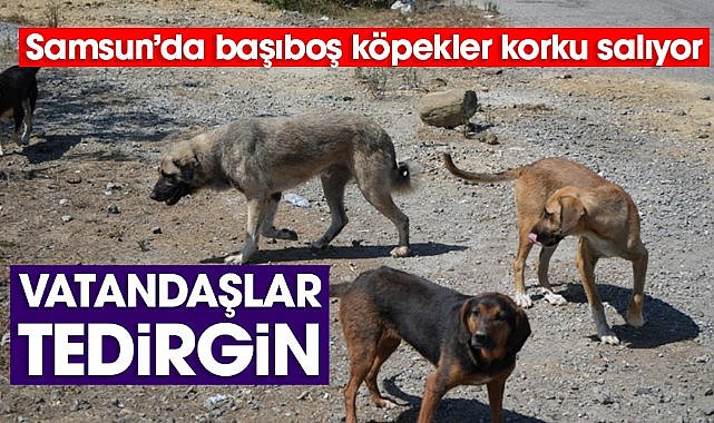 Samsun'da başıboş köpekler korku salıyor